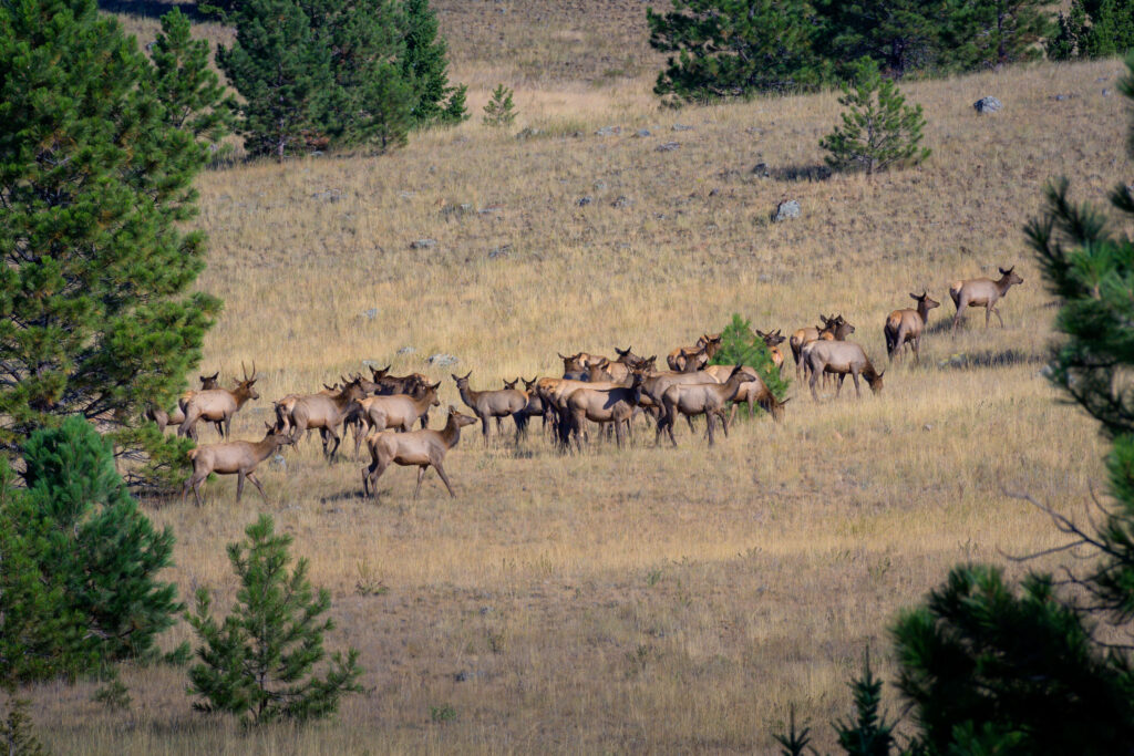 Martinka - elk parks prickly pair land trust