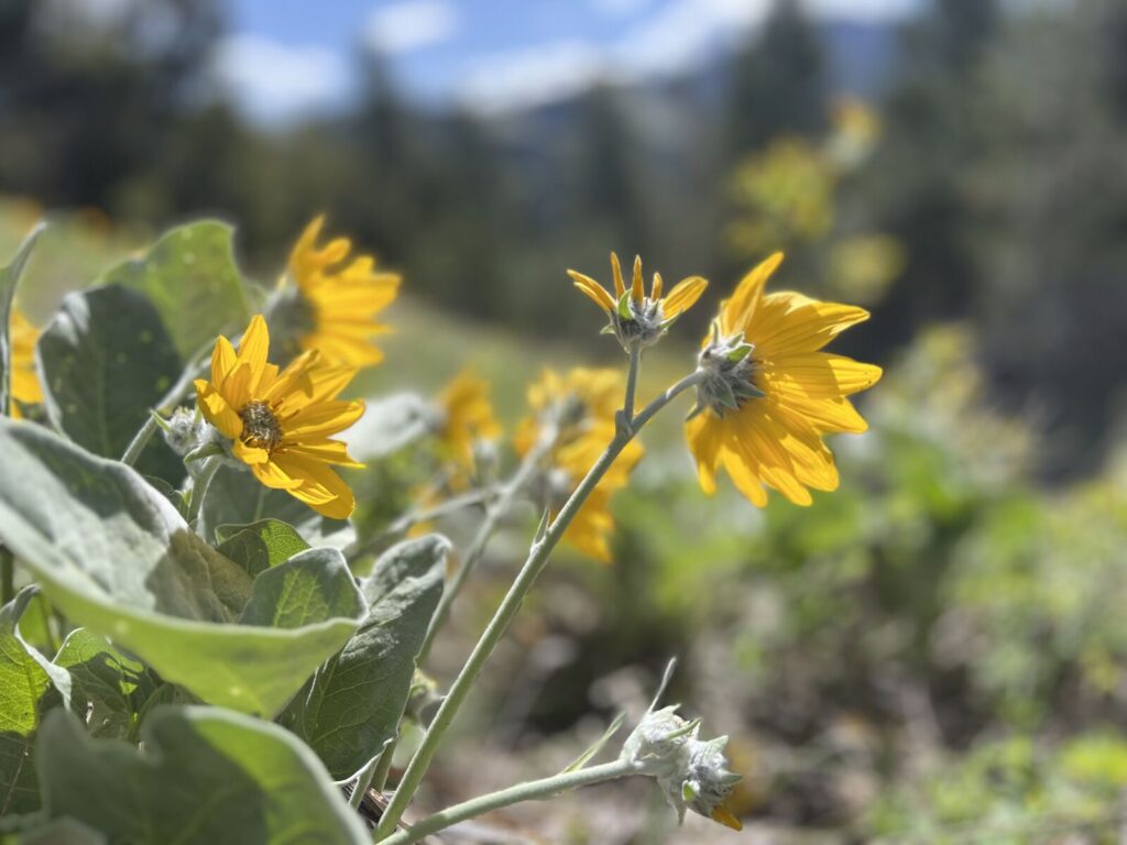 FLOWERS